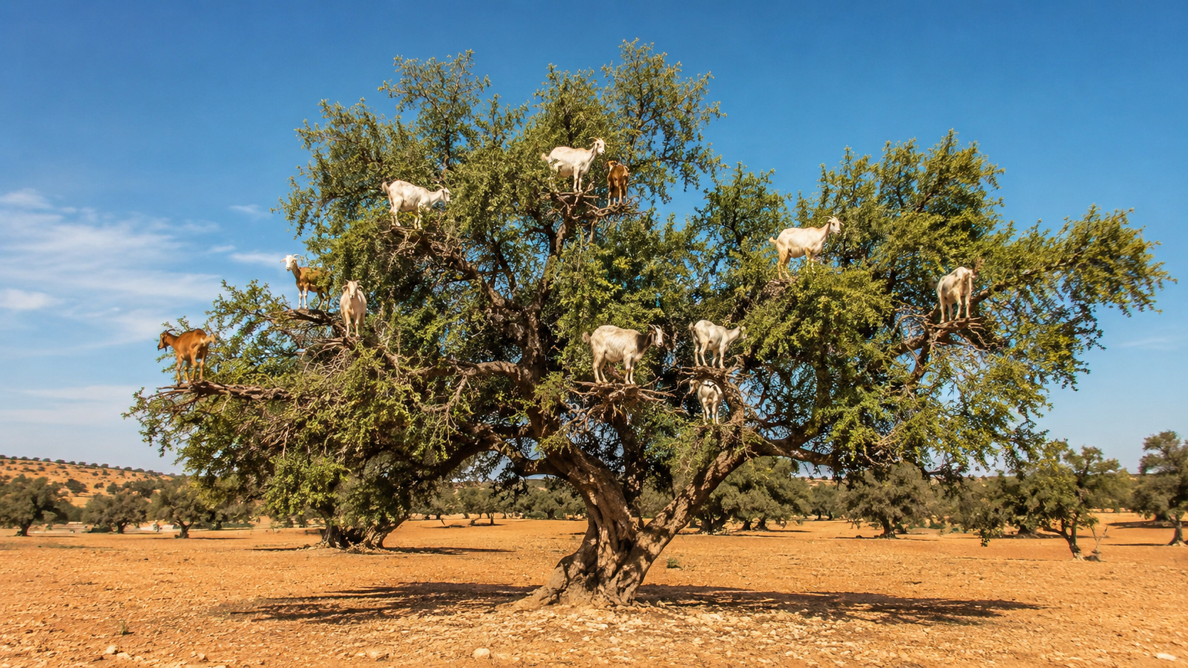 Goats in Argan Trees